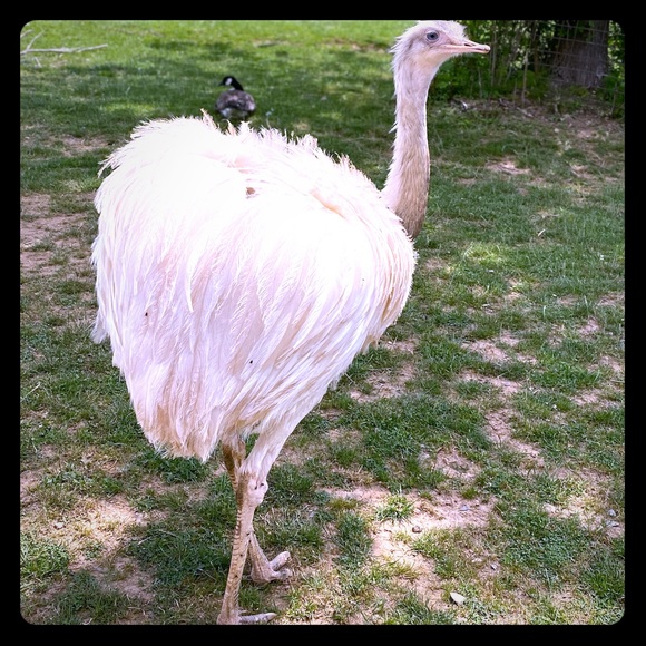 Meet your Posher, Bianca - Picture 1 of 1